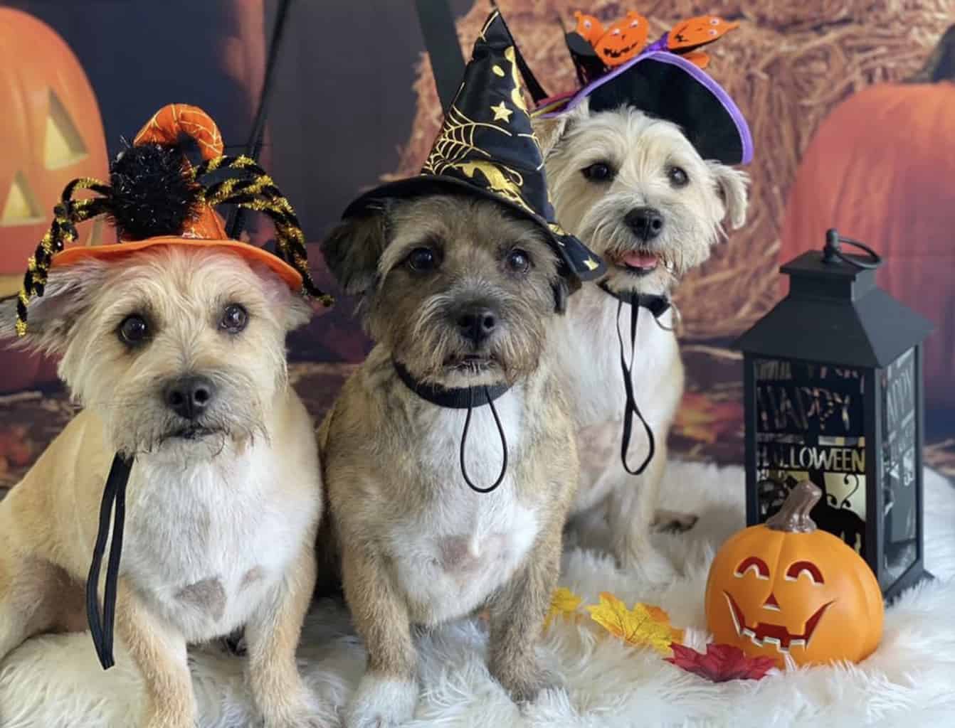 Local dog groomer dresses up dogs in Halloween costumes