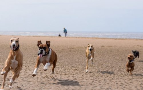 Lytham St Annes featured in Dog Friendly Magazine, and