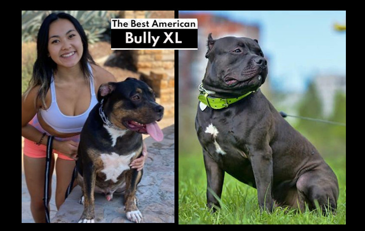 Rishi Sunak to Ban 'American Bully XL' Dogs in the U.K. - The New